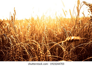 Hintergrund von reifen Ohren von gelbem Weizenfeld auf sonntags bewölktem orangefarbenem Himmelshintergrund. Kopiere Platz der untergehenden Sonnenstrahlen am Horizont in der ländlichen Wiese Nahaufnahme Naturfoto Idee einer reichen Ernte.