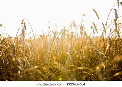 backdrop of ripening ears of yellow wheat field on the sunset cloudy orange sky background. Copy space of the setting sun rays on horizon in rural meadow Close up nature photo  Idea of a rich harvest.
