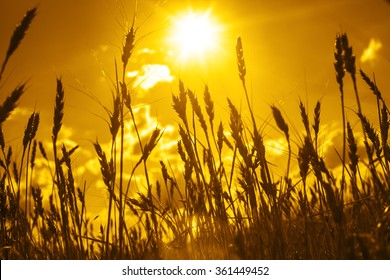 Backdrop Of Ripening Ears Of Yellow Wheat Field On Sunset Orange Sky Background Of Setting Sun On Horizon Idea Of Raw Materials For Food, Rich Harvest Home Heavy Crop, Harvesting, Golden Sunny Spike