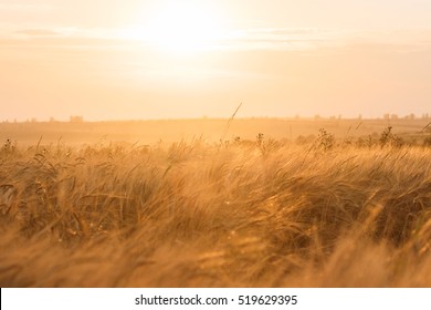 Backdrop Of Ripening Ears Of Yellow Wheat Field On Sunset Orange Sky Background Of Setting Sun On Horizon Idea Of Raw Materials For Food, Rich Harvest Home Heavy Crop, Harvesting, Golden Sunny Spike