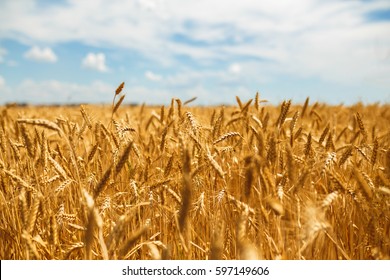 backdrop of ripening ears of yellow wheat field on the sunset cloudy orange sky background. Copy space of the setting sun rays on horizon in rural meadow Close up nature photo Idea of a rich harvest
						