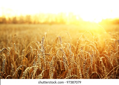 backdrop of ripening ears of yellow wheat field on the sunset cloudy orange sky background. Copy space of the setting sun rays on horizon in rural meadow Close up nature photo  Idea of a rich harvest