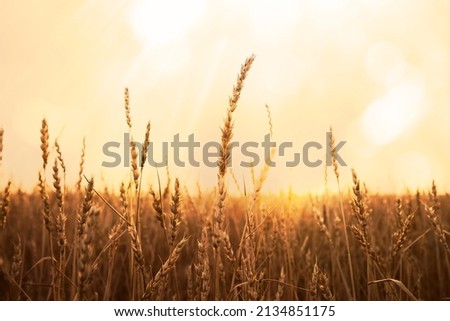 backdrop of ripening ears of yellow wheat field on the sunset cloudy orange sky background. Copy space of the setting sun rays on horizon in rural meadow. Close up nature photo. Idea of a rich harvest