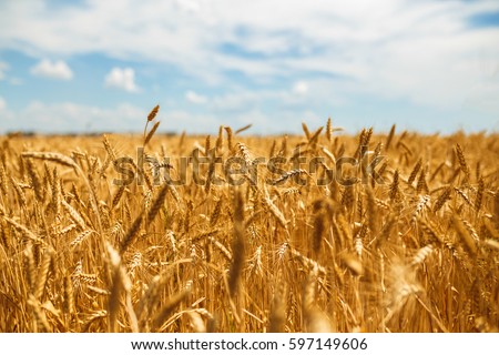 backdrop of ripening ears of yellow wheat field on the sunset cloudy orange sky background. Copy space of the setting sun rays on horizon in rural meadow Close up nature photo Idea of a rich harvest
