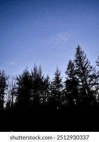 Backdrop of trees at nighttime