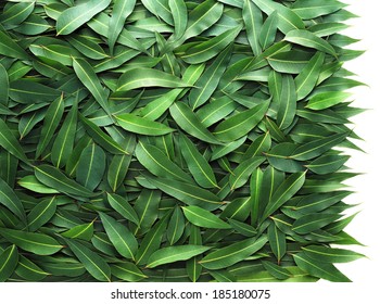 Backgroud Eucalyptus Leaves