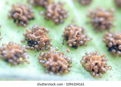 Backgrouds Of Fern And Sporangium.