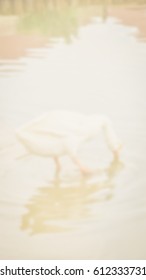 Background abstract blurred of Geese feeding in pond