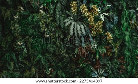 A background with an abstract design and a close-up texture of green leaves., tropical leaf and Nature concept.