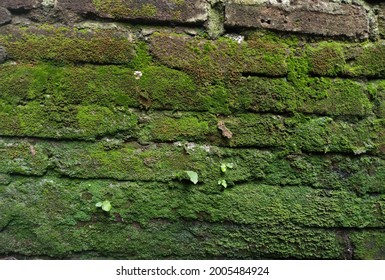 Background, Abstract, Walpaper, Old Brick Wall Overgrown With Moss And Grass