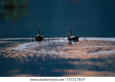 Background adult Indian spot-billed duck also known as Indian Spot-bill, Indian Grey duck, low angle view, rear shot, in the sunset floating on the lake, Chiang Saen Lake, northern Thailand.