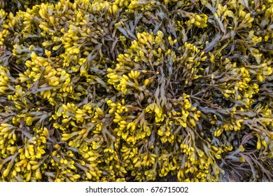 Background Of The Algae Phaeophyceae.Horizontal.