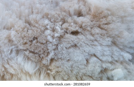 Background Of Alpaca Fleece