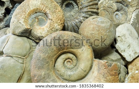 background - ammonite shells, concretions and other paleontological and geological specimens are heaped
