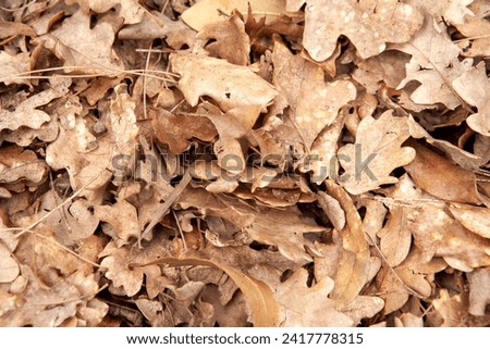 Background from autumn dry leaves, top view. Light brown fallen leaves oak tree for publication, screensaver, wallpaper, postcard, poster, banner, cover, website. Artistic high-quality photography
