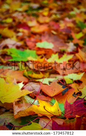 Similar – Autumn leaves Nature Leaf