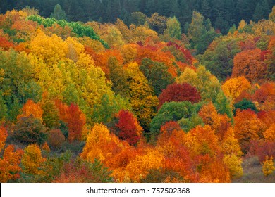 Autumn Forest High Res Stock Images Shutterstock