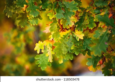 background from autumn green and orange leaves