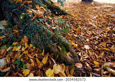 Foto Bild Herbstlicher Park Natur