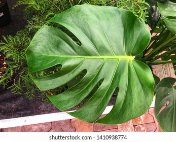 Background of backdrop of Green leaf