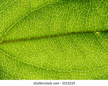 Background of backlit ribbed leaf from rainforest plant.