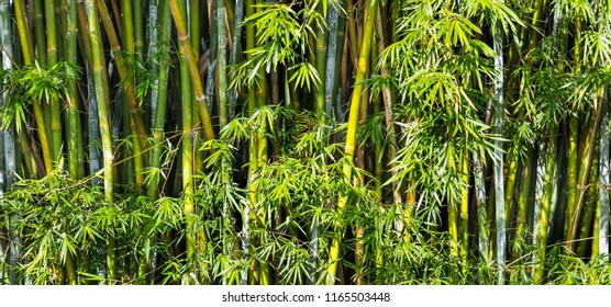 Background with bamboo