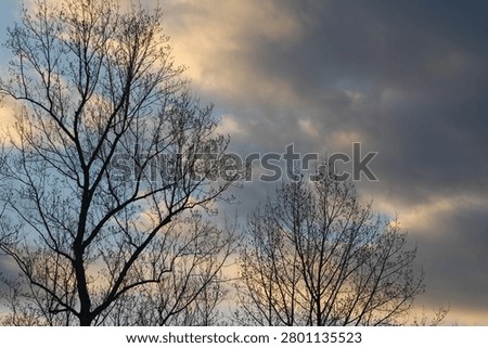 Background of bare winter trees with shimmery grey clouds