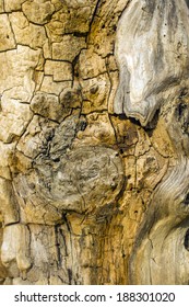 background of bark tree
