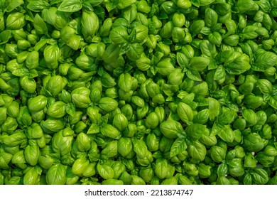 Background Of Basil Plants In A Seedbed