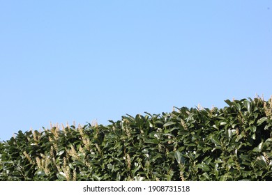 Background of bay tree hedge