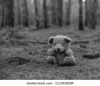 background bear forest backandwhite