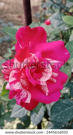 background, beautiful, beauty, bloom, blooming, blooming spring, blooms, blossom, botany, bouquet, bright, bush, butterfly, closeup, color, colorful, day, desi rose pink flower, flora, floral, flower,