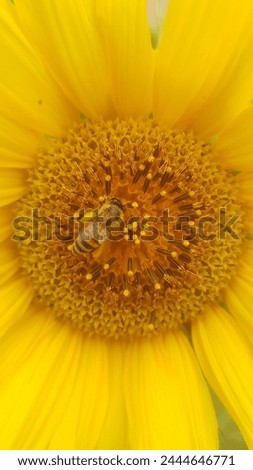 background beautiful colourful yellow sunflower honey bee 