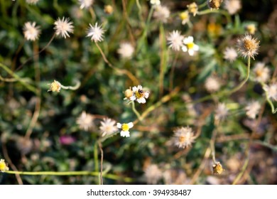 background of the beautiful flowers with blurred lights and bokeh