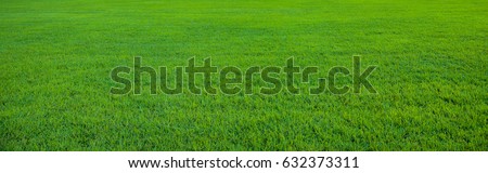 Background of beautiful green grass pattern 