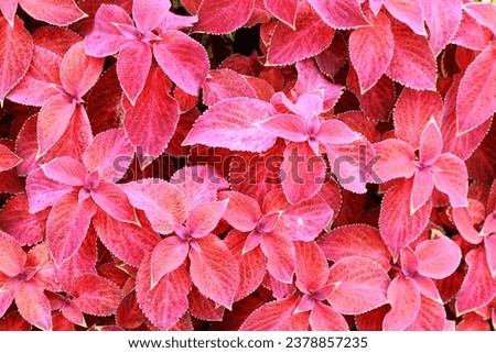 Background with beautiful red leaves of Chris Donnelly 