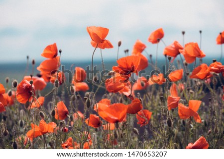 Similar – Foto Bild Mohnblumen auf einem Feld bei Sonnenuntergang in den Bergen an einem nebligen, sonnigen Tag.