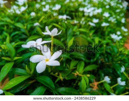 Background of the beautiful Tabernaemontana plant 