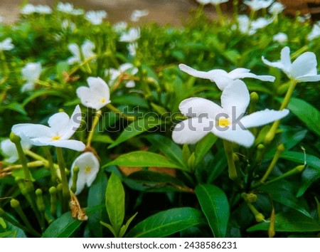 Background of the beautiful Tabernaemontana plant 