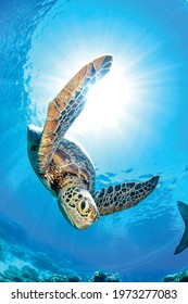 background of a beautiful turtle photographed in a dive. - Shutterstock ID 1973277083