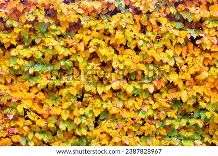 Background of beech leaves of a beech hedge in autumn colours
