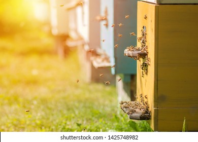 Background with beehives. Beehives with honey bees on green grass. bees come back from honey collection and fly into beehive's entrance. Bees returning to beehives against the setting sun. Copy space