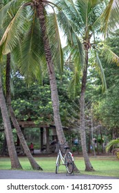 The background of the bicycle parked under the tree (coconut), during exercise or stop on the way