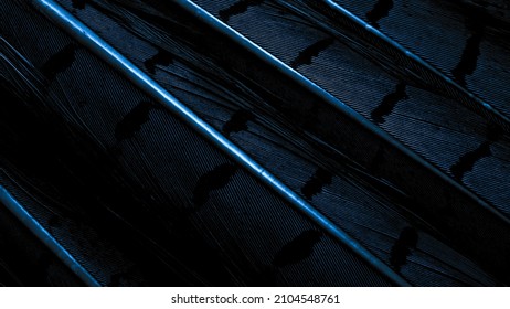 background with bird basant feathers.