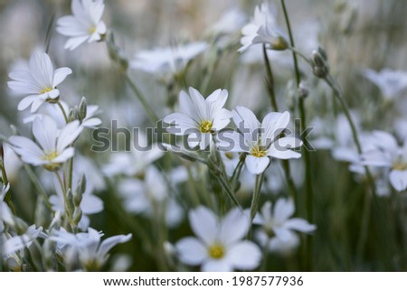 Background of blooming Cerastium tomentosum