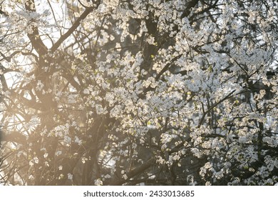 Background of blooming cherry branches in the sunlight.	
