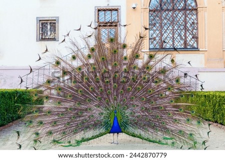 background, blue, nature, green, wildlife, bird, beautiful, colorful, peacock feather, male, animal, peacock, elegance, peafowl, tail, dance, pattern, bright, color, beauty, beak, feather, peacocks, d