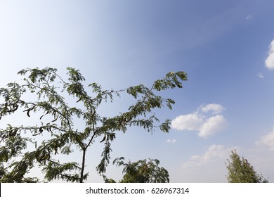 Background of the blue sky. Tree branches on the sky.