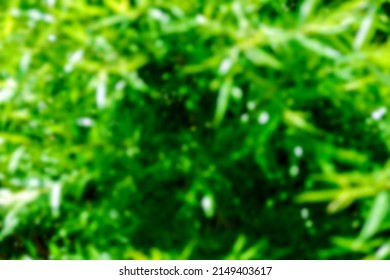 Background, blur, out of focus, bokeh. Cannabis Texture Background from a Pile of Marijuana leaves.