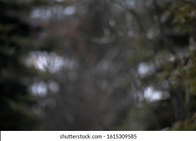 Background Blurred Forest In Brown-green Colors